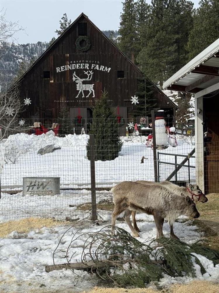 Two reindeer at Leavenworth Reindeer Farm.