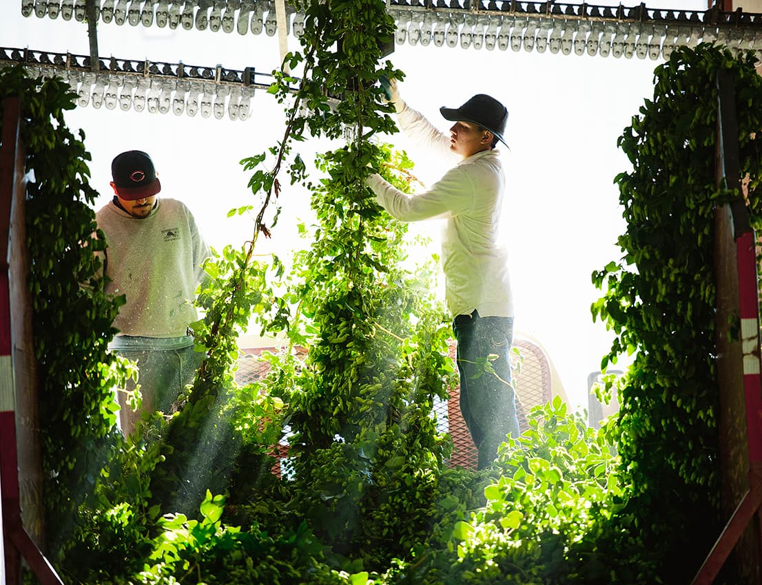 Hops harvest at Loftus Ranches
