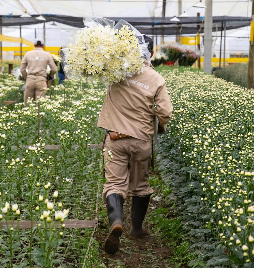 Man walking through flower farm carrying large bunch of flowers on his back.