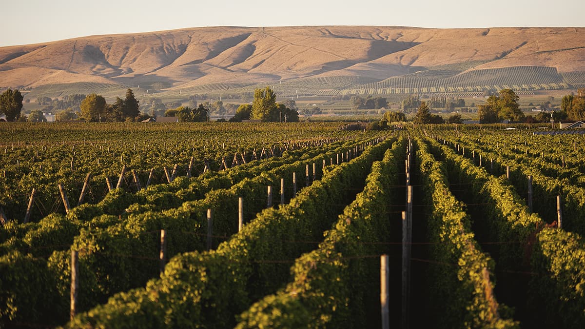 Taking a harvest-to-glass program to new heights: Fresh hop hubs now reach brewers in four cities