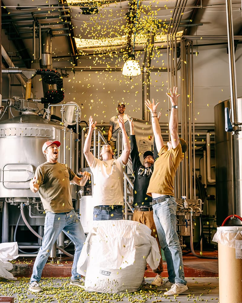 Alvarado Street Brewery crew tosses fresh hops in the air from a white bag on the floor.