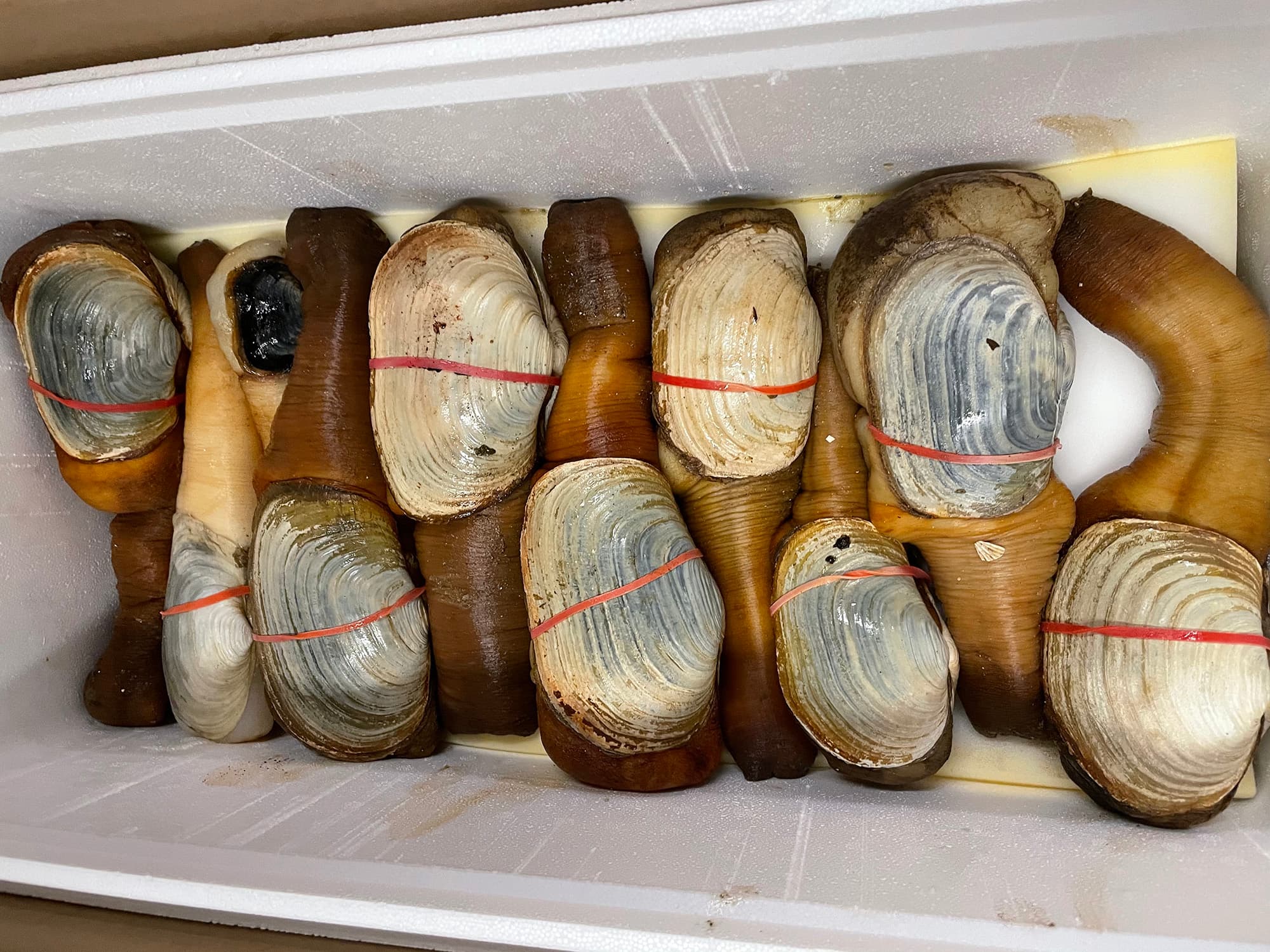 Geoducks in a packing carton