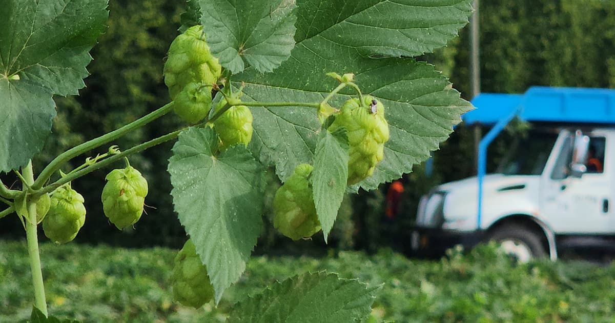 Taking a harvest-to-glass program to new heights: Fresh hop hubs now reach brewers in four cities Thumbnail