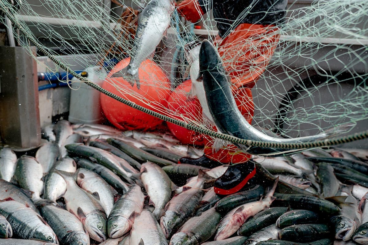 Bristol Bay salmon on a boat
