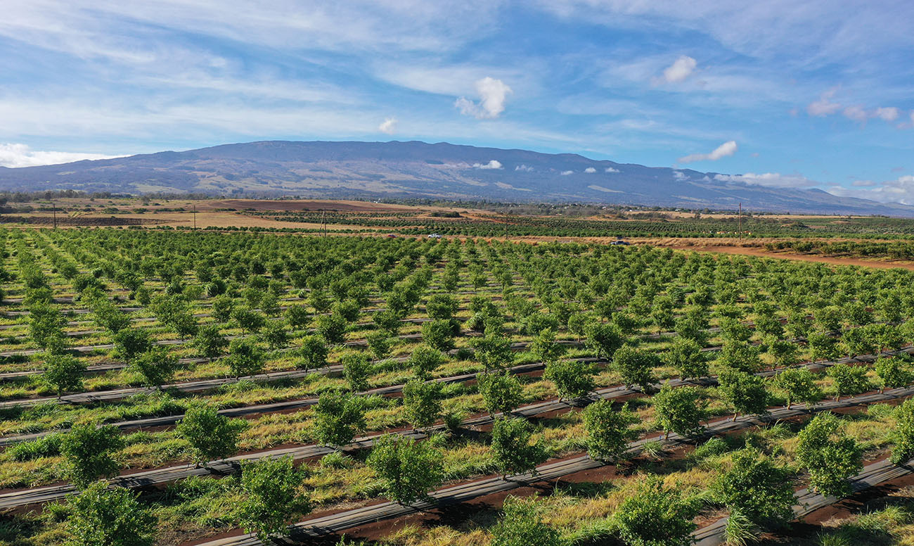 Mahi Pono lime fields on Maui.