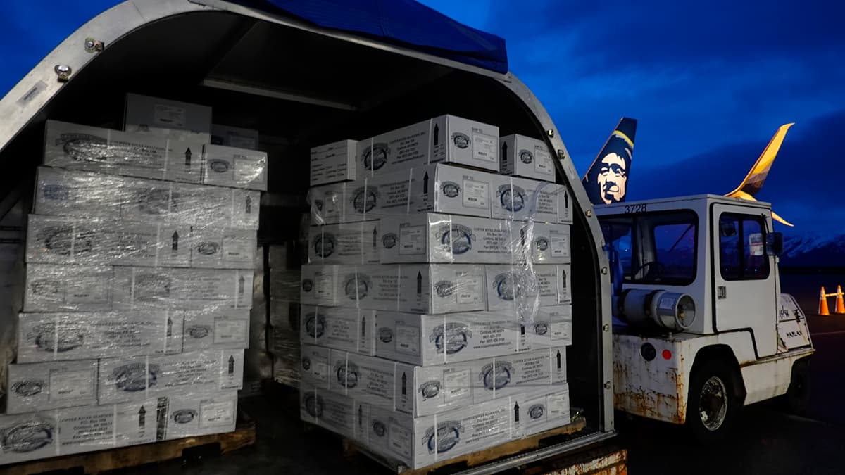 Cordova: Robust salmon run + cargo team tenacity = 1 million pounds of flying fish