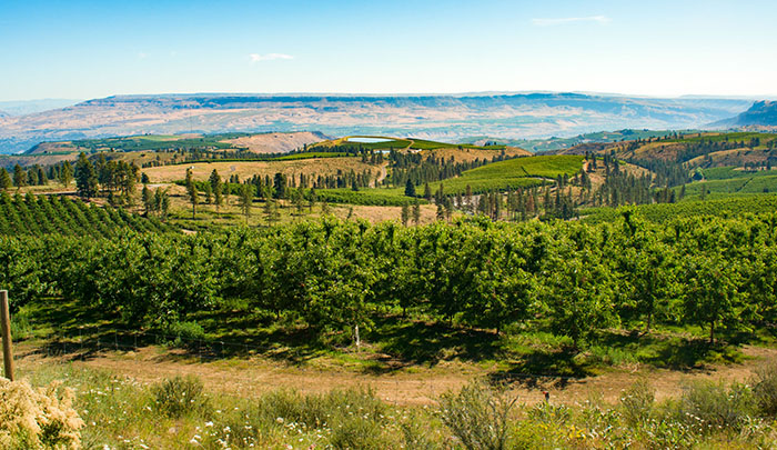 Stemilt cherry orchards